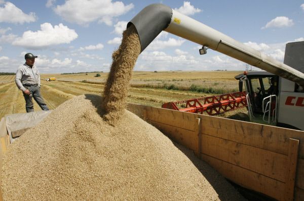 РФ в июле-декабре 2012 года может экспортировать примерно 12 млн тонн зерна - Минсельхоз