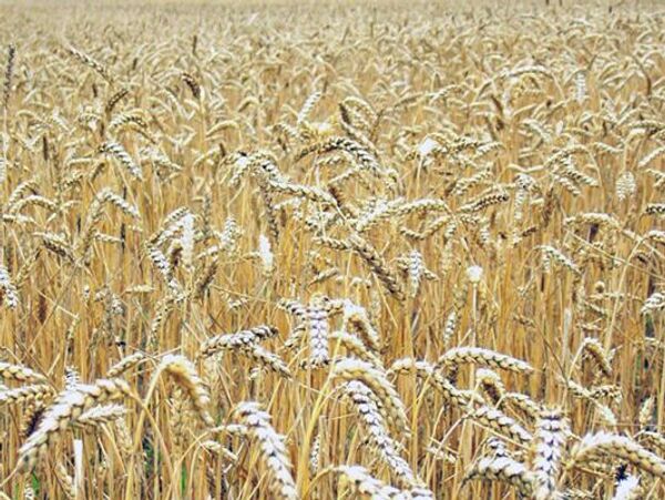 Украина не намерена вводить с 15 ноября какие-либо ограничения на экспорт пшеницы Украина не намерена вводить с 15 ноября какие-либо ограничения на экспорт пшеницы