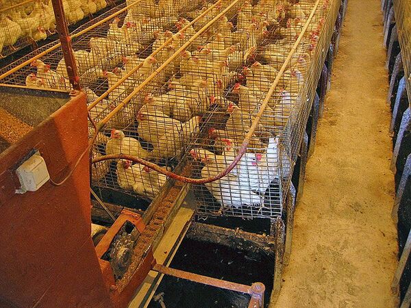 РФ в январе-августе месяцев увеличила импорт мяса птицы на 36%, до 317 тыс тонн - ФТС