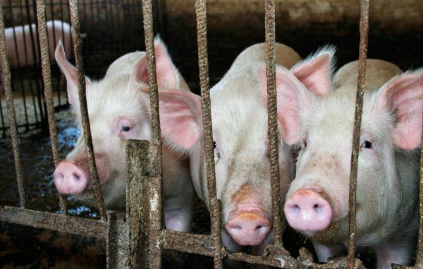 РФ сняла временные ограничения на ввоз свиней из Чехии - Россельхознадзор