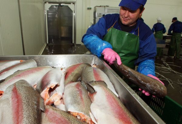Норвегия снизила поставки рыбы в Россию в ноябре на 40% - до 30 тыс тонн
