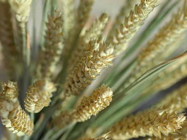 РФ к 8 августа собрала почти 40 млн тонн зерна с 30% посевных площадей - Минсельхоз